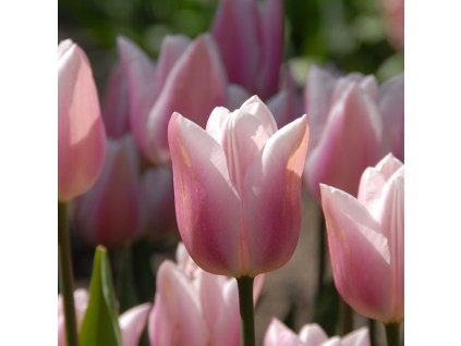 vyr 570 1037200 gabriella 1920x1920