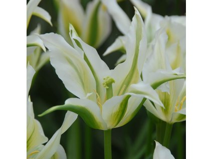 vyr 404 Tulipa Greenstar