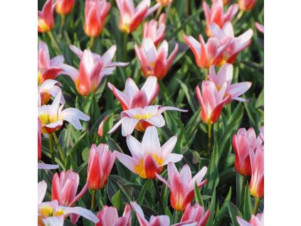 vyr 400 Tulipa Heart s Delight