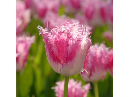 vyr 401 Tulipa Huis ten Bosch