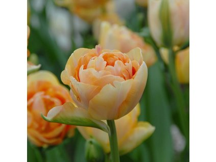 vyr 402 Tulipa Charming Beauty