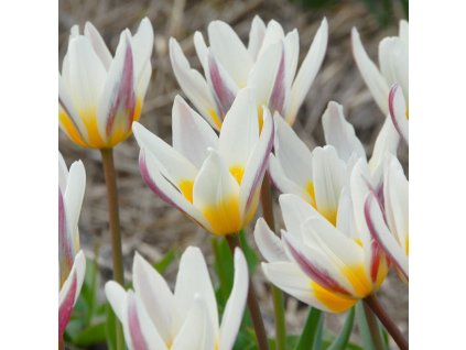 vyr 405 Tulipa Ice Stick