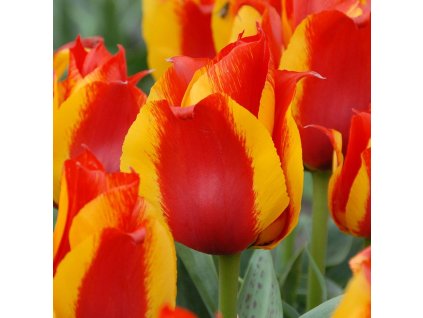 vyr 407 Tulipa Kiev