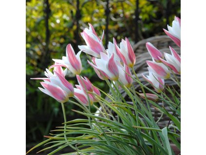 vyr 410 Tulipa Lady Jane