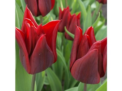 vyr 408 Tulipa Lasting Love