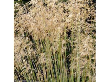vyr 111 stipa gigantea