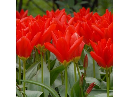 vyr 411 Tulipa Madame Lefeber
