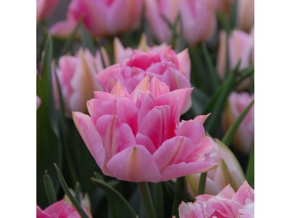 vyr 413 Tulipa Peach Blossom