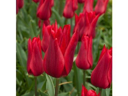 vyr 414 Tulipa Pieter de Leur