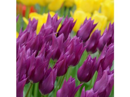 vyr 416 Tulipa Purple Dream