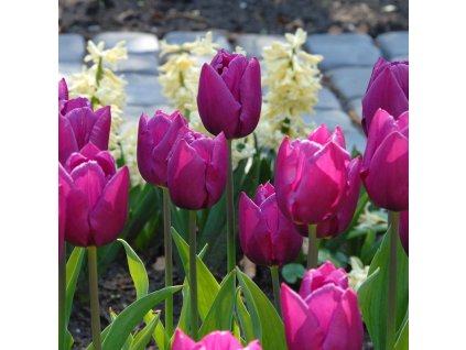 vyr 417 Tulipa Purple Prince