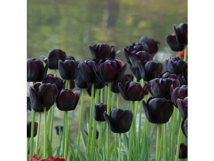 vyr 418 Tulipa Queen of Night