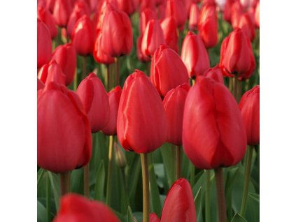vyr 419 Tulipa Red Impression