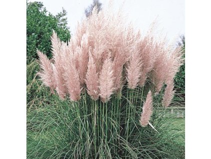 vyr 596 cortaderia rosea