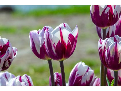 vyr 421 Tulipa Rems Favourite 4