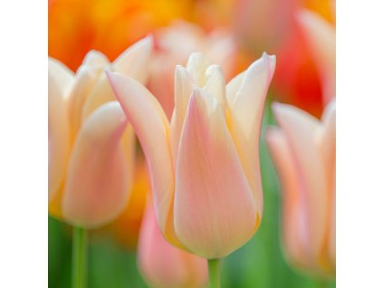 vyr 422 Tulipa Sanne