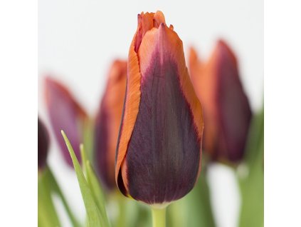 vyr 423 Tulipa Slawa