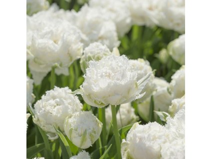 vyr 824 snoww crystal