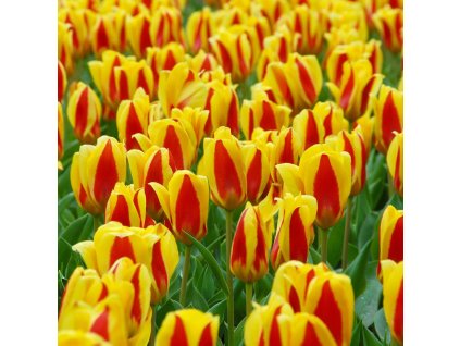 vyr 424 Tulipa Stresa