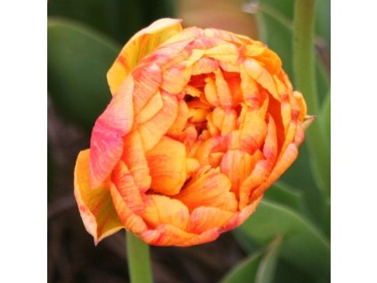 vyr 831 tulipa sun lover