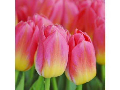 vyr 426 Tulipa Tom Pouce