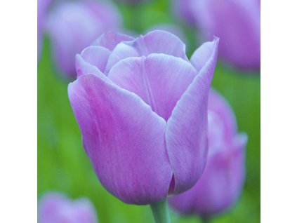 vyr 427 Tulipa Violet Beauty
