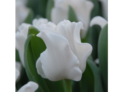 vyr 428 Tulipa White Liberstar