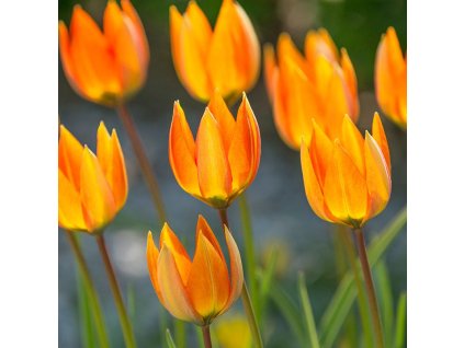 vyr 429 Tulipa whittallii I