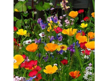 16093 620 vyr 177 vceli leto