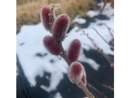 vyr 208 ruzova kocicka