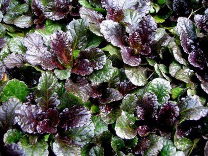 vyr 151 Ajuga reptans Black Scallop Zbehovec Black Scallop