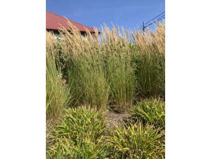 Třtina ostrokvětá "Karl Foester"  Calamagrostis acutiflora "Karl Foester"