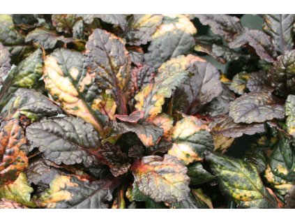 vyr 148 Ajuga Rainbow Zbehovec Rainbow