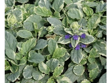 vyr 152 Ajuga reptans Variegata Zbehovec Variegata