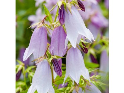 vyr 234 Campanula Iridescent Bells