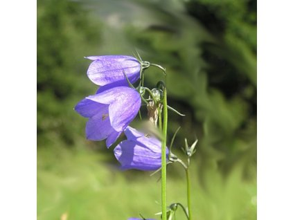 vyr 235 Campanula bohemica