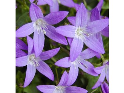 vyr 240 Campanula poscharskyana