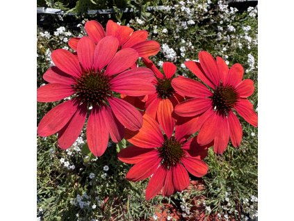 Třapatkovka 'Red'  Echinacea hybrida 'Red'