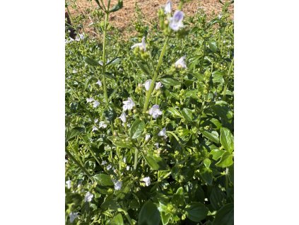 Marulka lékařská ‘Triumphatoŕ  Calamintha nepeta 'Triumphator'