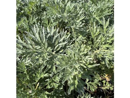 Pelyněk pravý  Artemisia absinthium