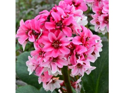 vyr 231 Bergenie srdcitolista Dragonfly Sakura