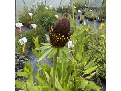 Třapatka západní 'Green Wizard'  Rudbeckia occidentalis 'Green Wizard'