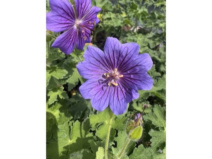 Kakost luční  Geranium pratense