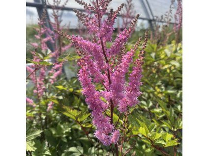 Čechrava arendsova 'Ametyst'  Astilbe arendsii 'Ametyst'