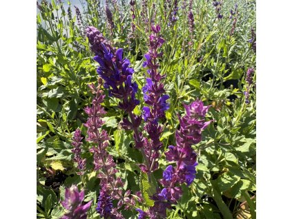 Šalvěj hajní  'Violet Queen'  Salvia nemorosa 'Violet Queen'