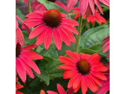 vyr 339 Echinacea purpurea Lakota Red