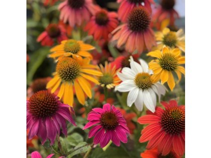 Třapatka nachová mix  Echinacea purpurea  mix