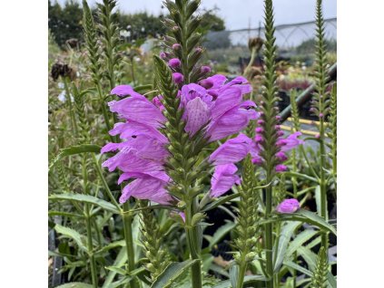 Řetězovka viržinská ´ Vivid´  Physostegia virginiana ´Vivid´