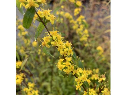 Zlatobýl modravý  Solidago caesia