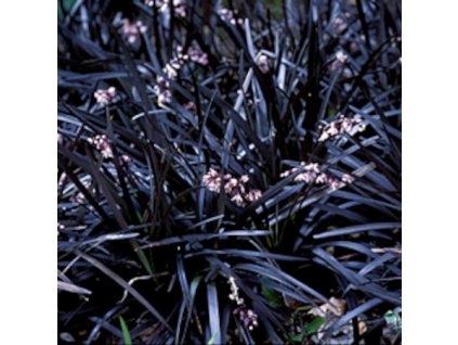 vyr 607 Ophiopogon Nigrescens